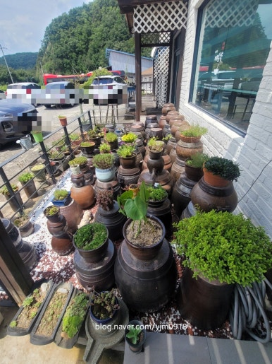 박경리메밀향 이미지