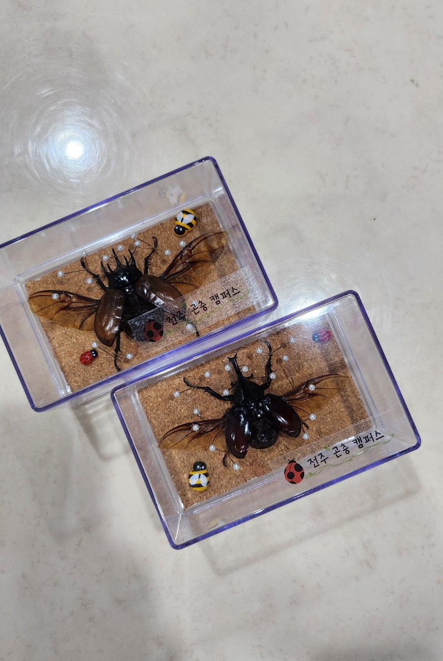 전주곤충캠퍼스 이미지