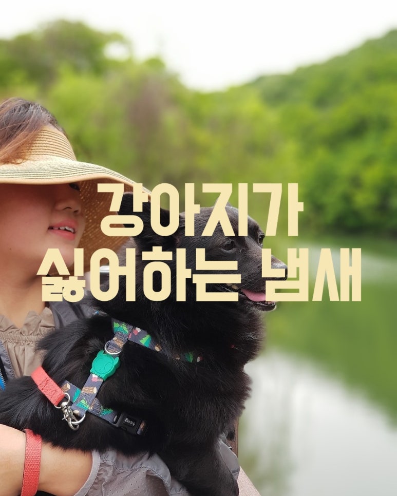강아지가 싫어하는 냄새