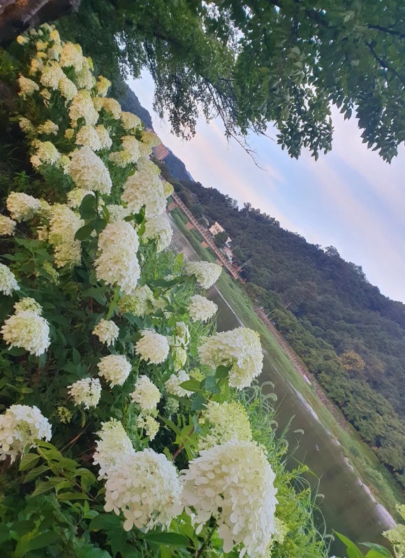 꽃라임 이미지