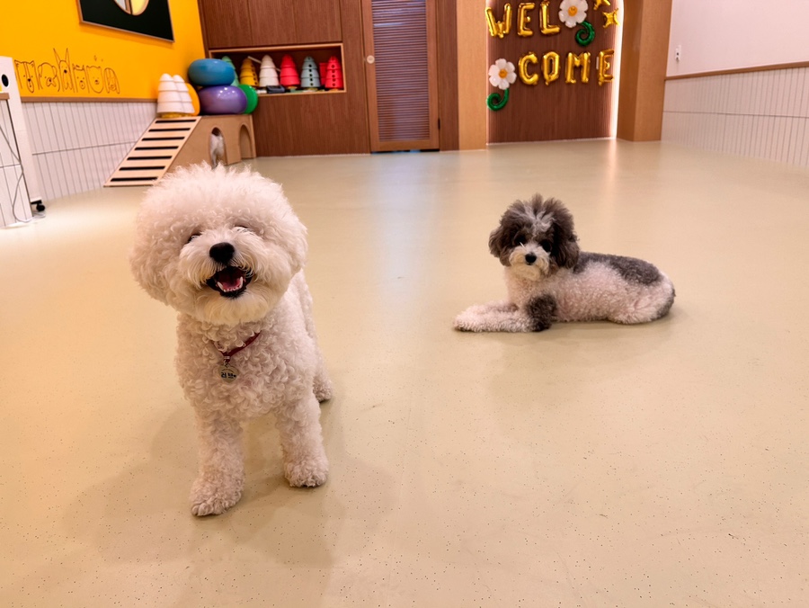 동작구 강아지 유치원 '털로덮인친구들' 원데이 체험 후기 — 사진 12