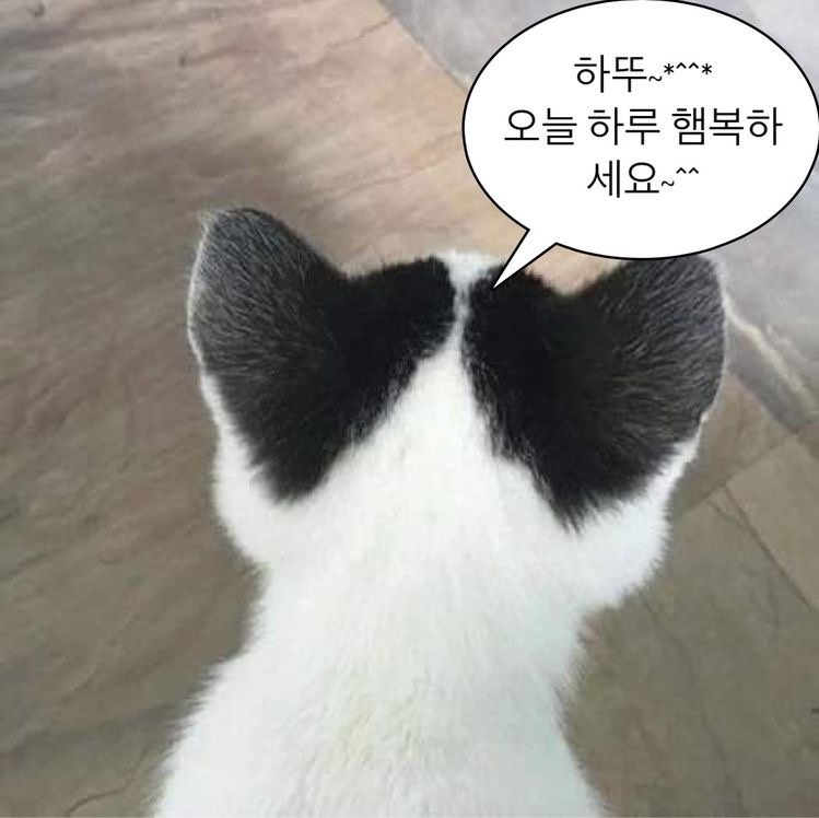 멘야네코 이미지