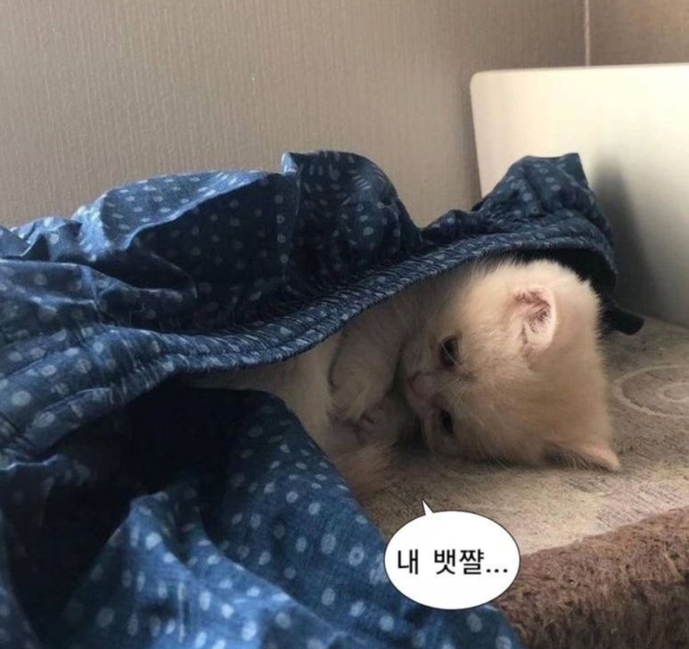 멘야네코 이미지