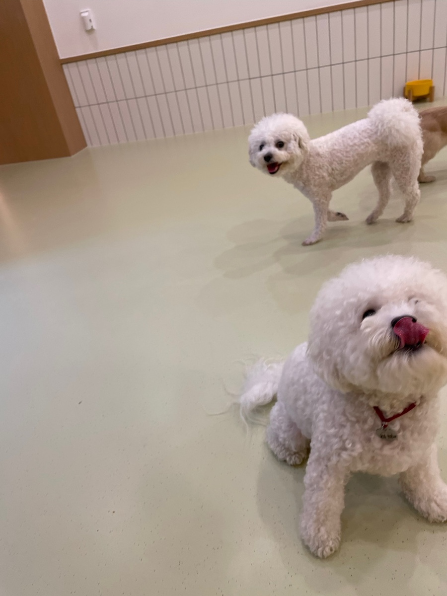 동작구 강아지 유치원 '털로덮인친구들' 원데이 체험 후기 — 사진 10