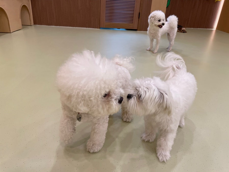 동작구 강아지 유치원 '털로덮인친구들' 원데이 체험 후기 — 사진 7