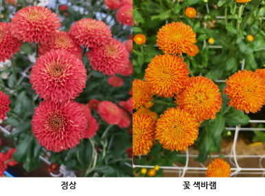 꽃의온도 이미지