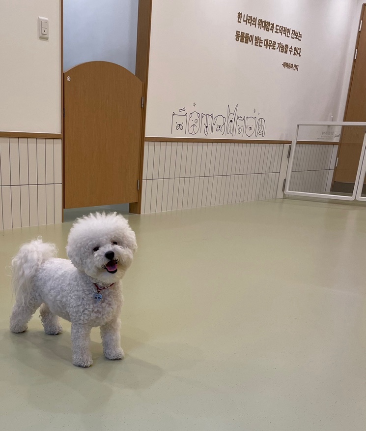 동작구 강아지 유치원 '털로덮인친구들' 원데이 체험 후기 — 사진 2
