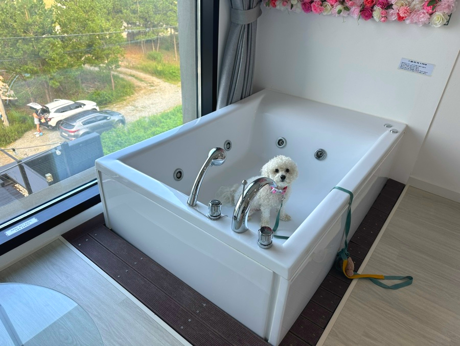 서프쉑 이미지