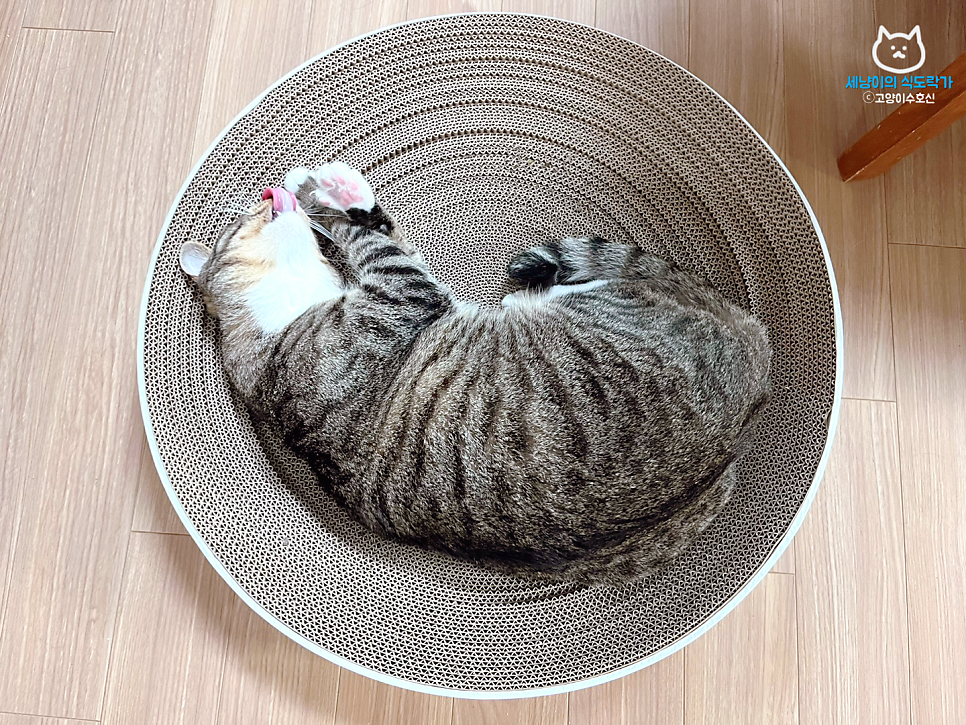 실내 고양이 30일 행동 개선