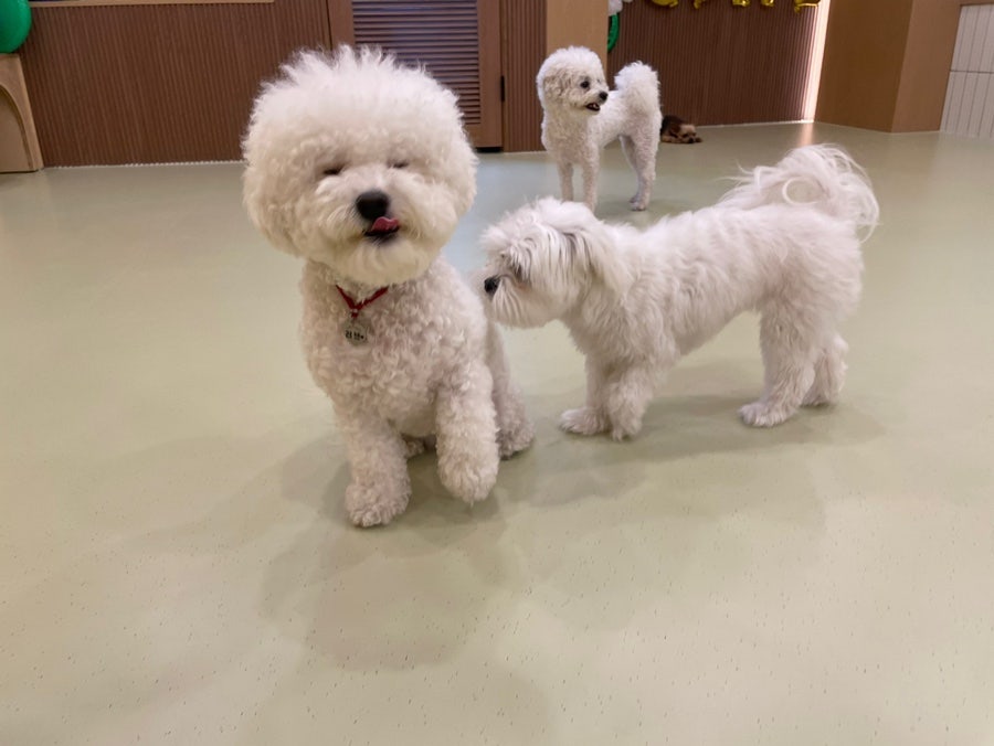 동작구 강아지 유치원 '털로덮인친구들' 원데이 체험 후기 — 사진 6