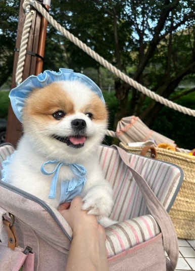 아이스크림다이쏘 이미지