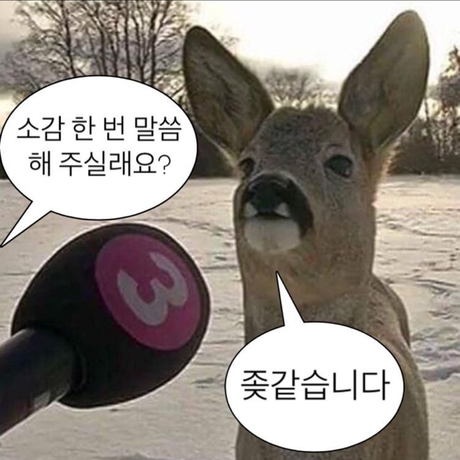 꽃가마 이미지