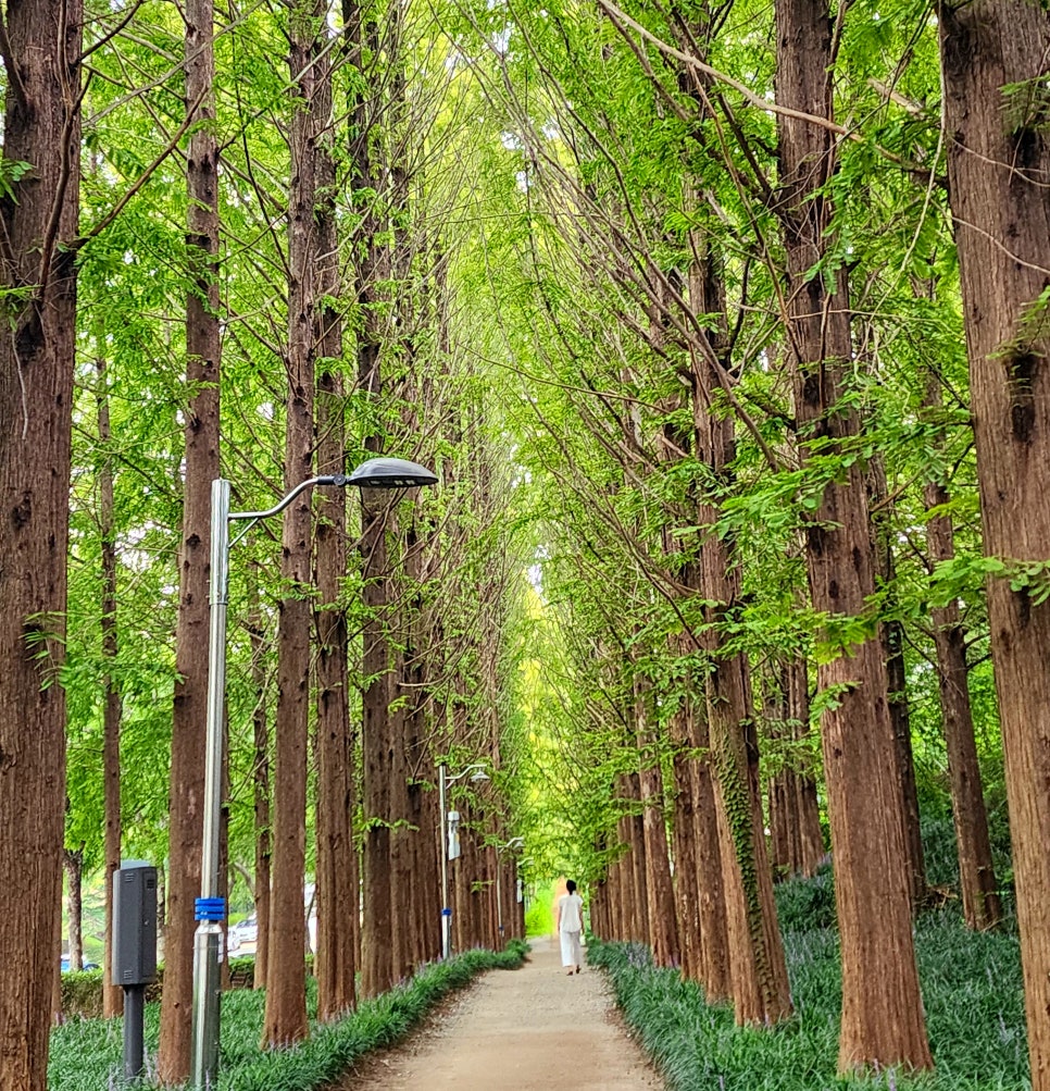 숲길 이미지
