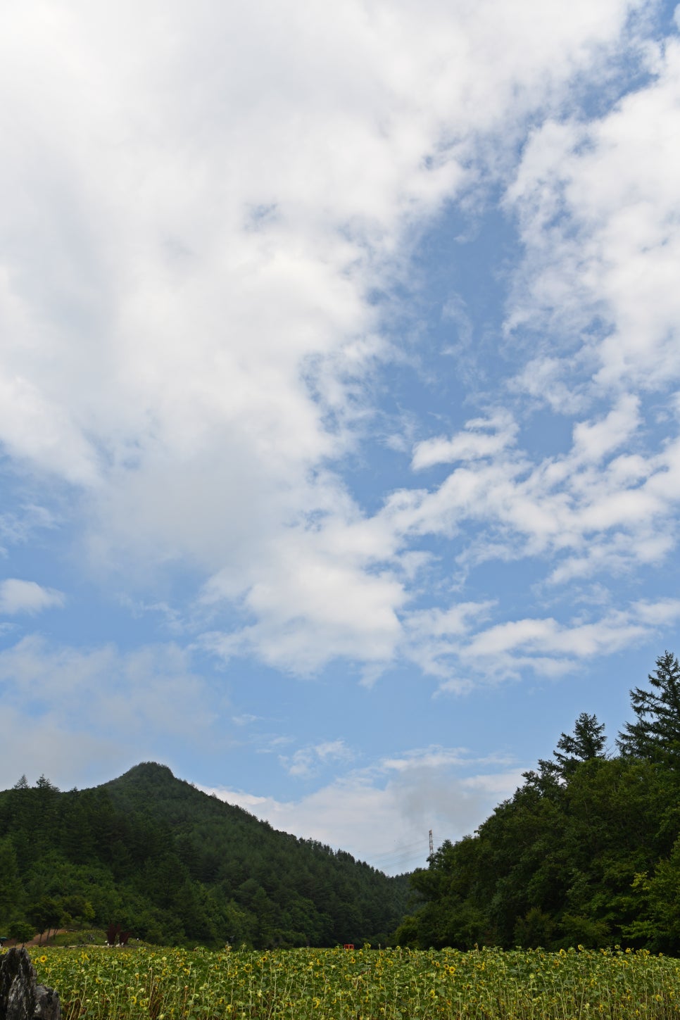 꽃잎마을 이미지