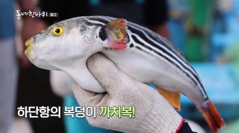 부산허명란 이미지