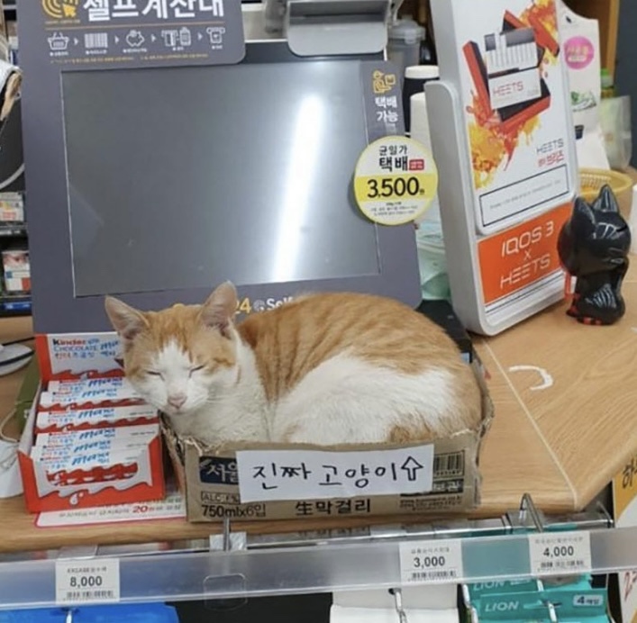 자민 이미지