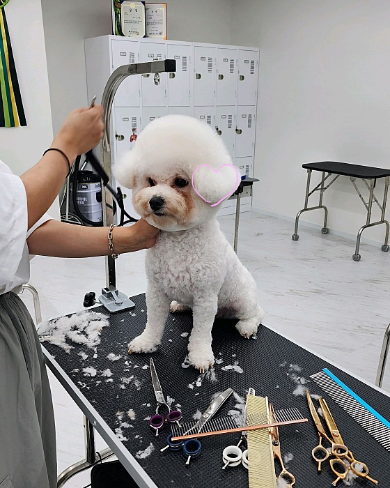 윈애견미용학원 이미지