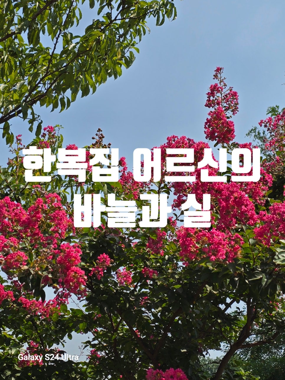 바늘과실 이미지