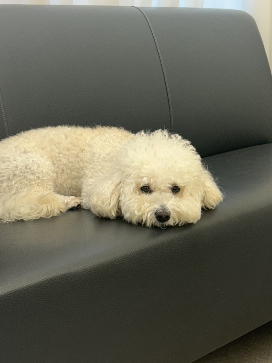 오브희헤어 이미지