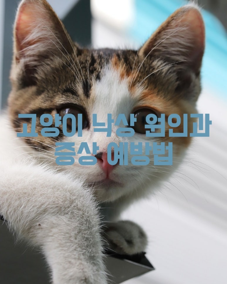 고양이 낙상 원인과 증상 예방법