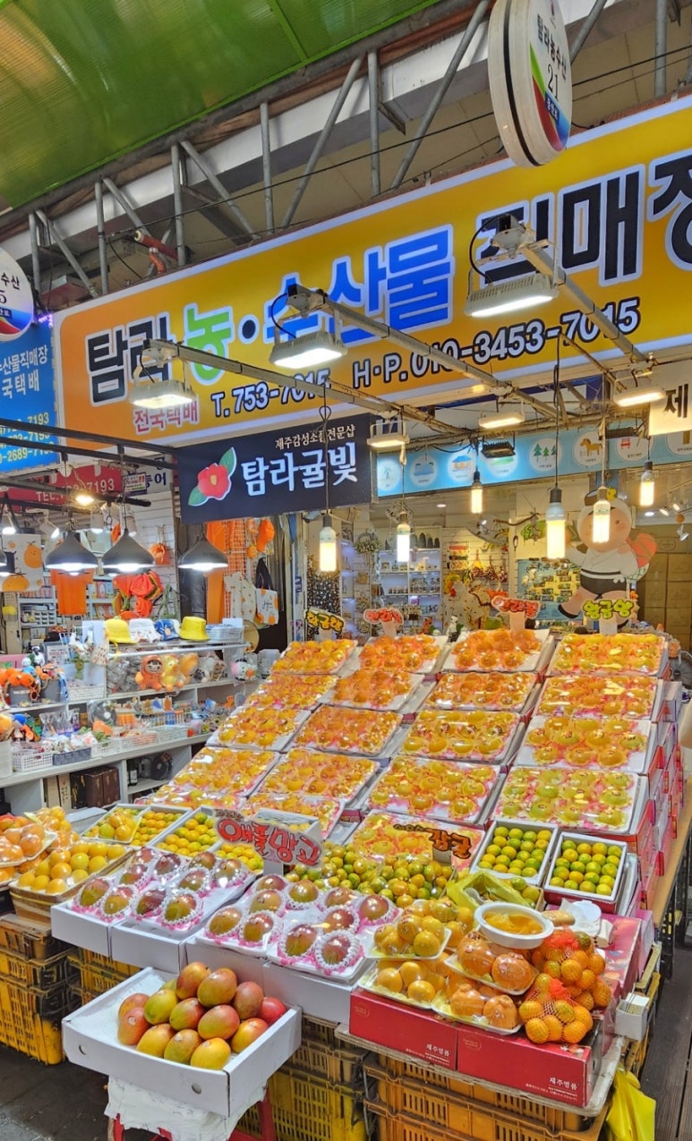 탐라귤빛 이미지