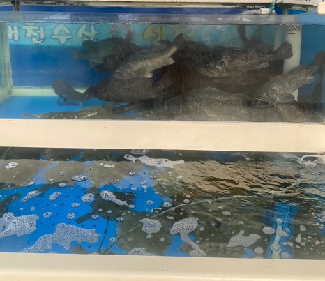 대천수산회센타 이미지