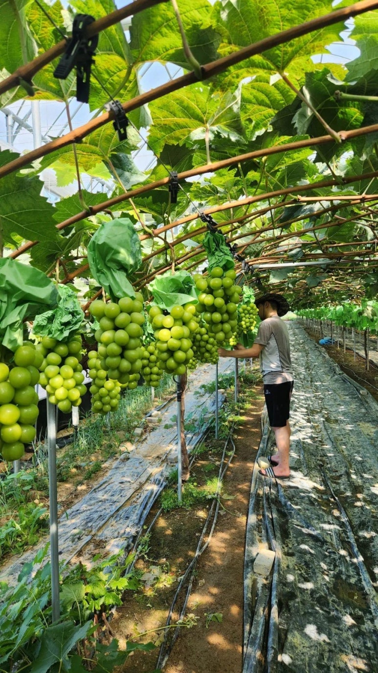 정이오가네농원 이미지