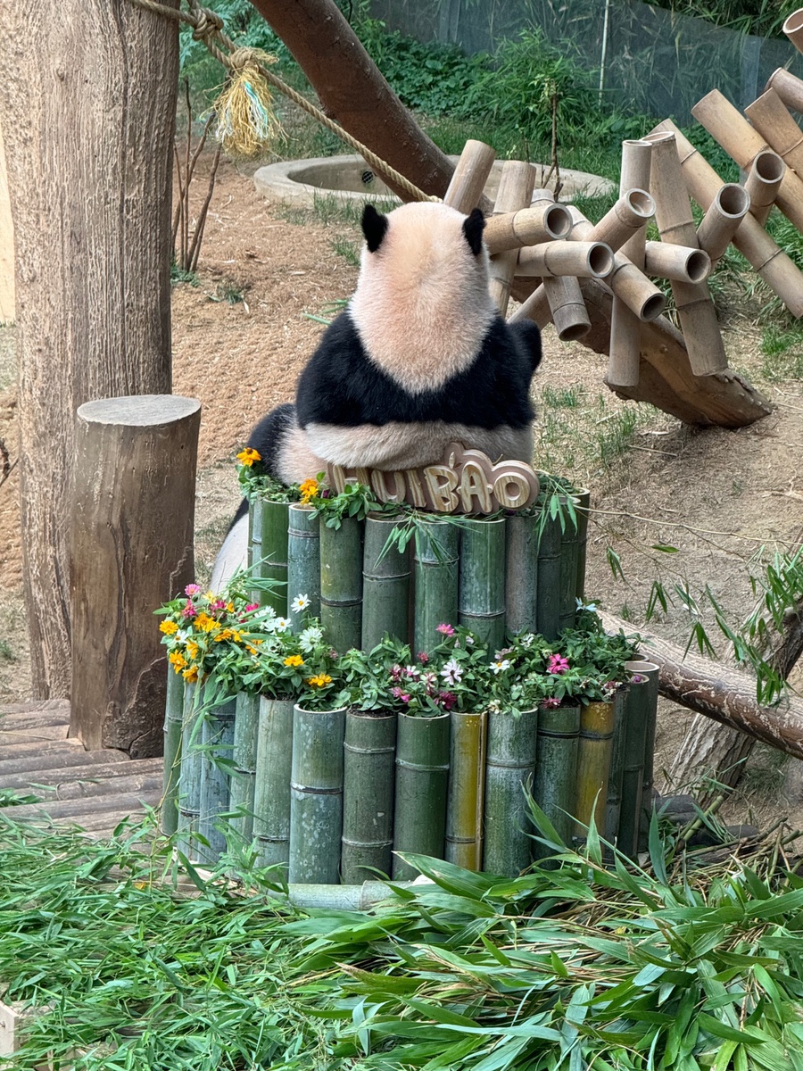바오 이미지