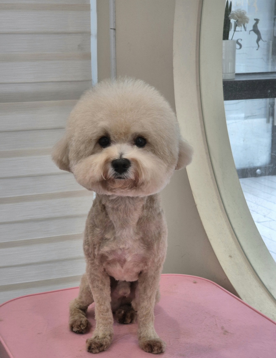 마이티그루밍 이미지