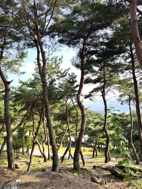 이에스아웃 이미지