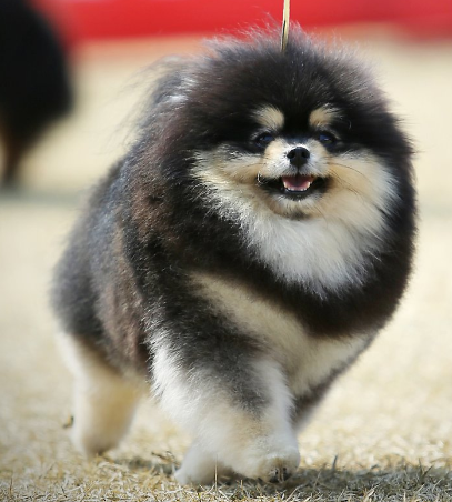 하모헤어 이미지