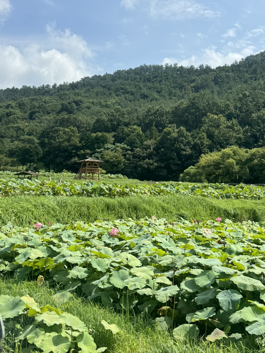군동라천민박 이미지
