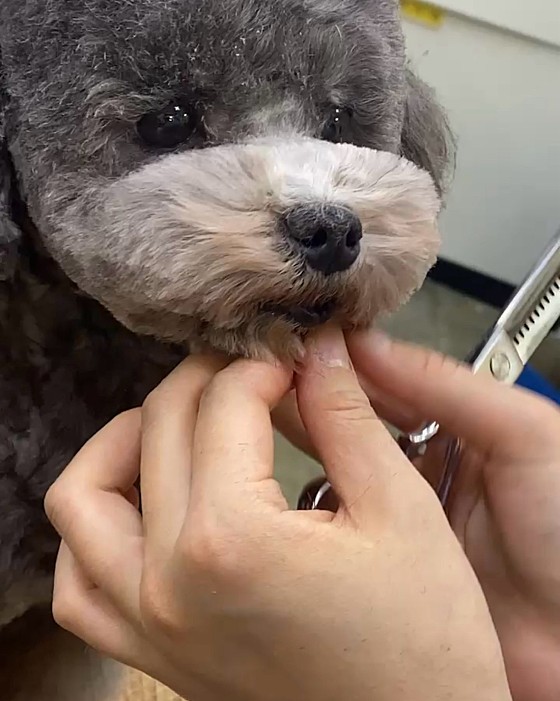 이정민애견미용학원 이미지