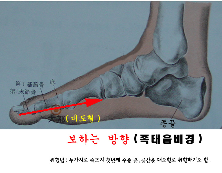 목화수 이미지