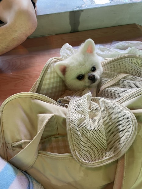 온달잼 이미지