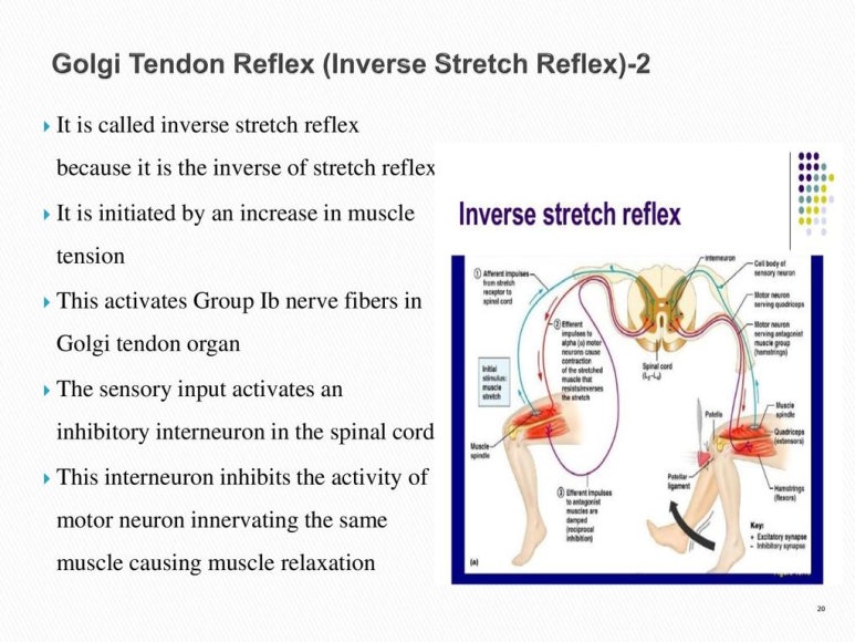 [권주형정형외과] 신전반사(Stretch Reflex) : 네이버 블로그