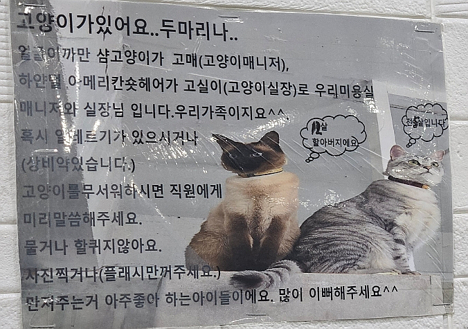 화이트빌헤어 이미지