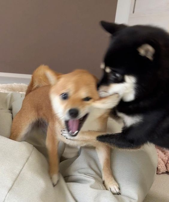 디저트플러스 이미지