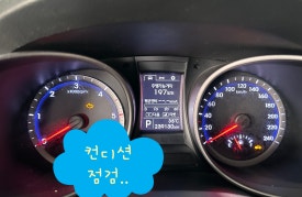 포니카센타 이미지