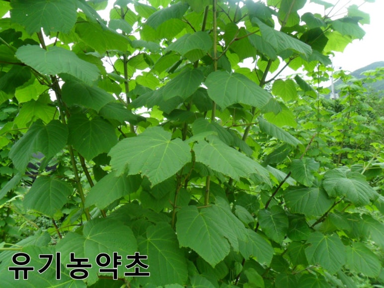 건강딱농장 이미지