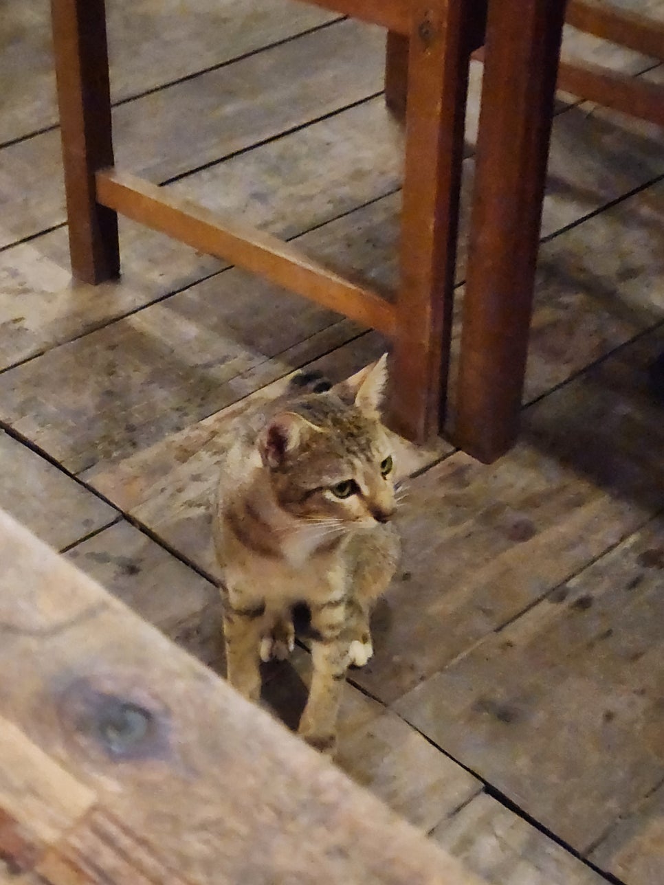 이오지오 이미지