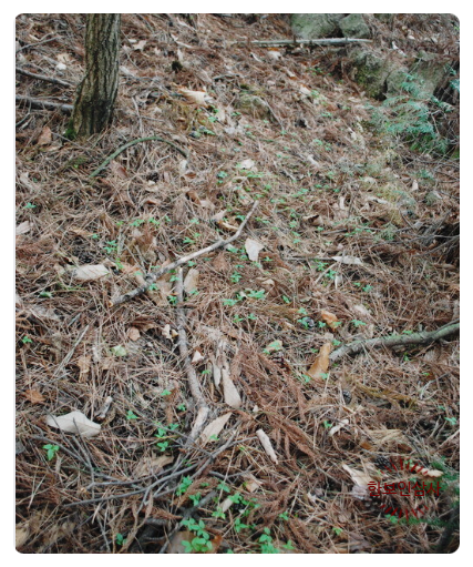 풍기인삼시장 한보인삼사 이미지