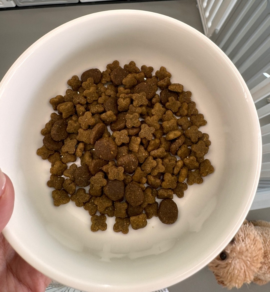 노원 애견 유치원 휴멍, 합리적 비용으로 안전하게 맡겨보세요 — 사진 11