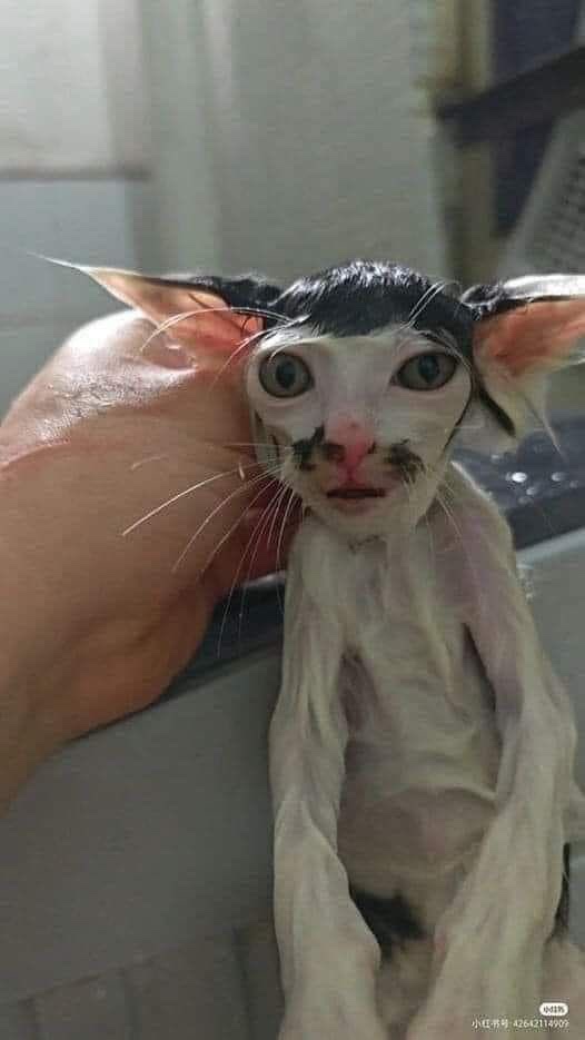 듀듀 이미지
