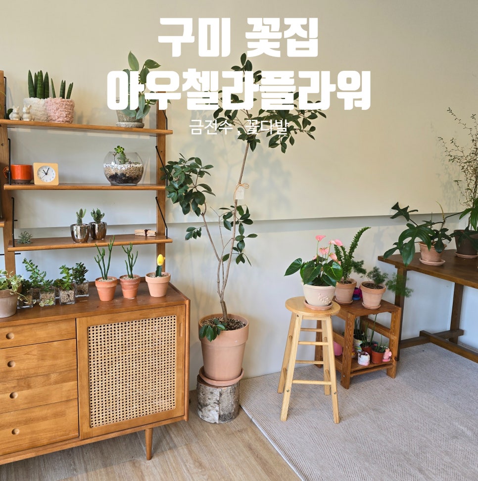 아우첼라플라워 이미지