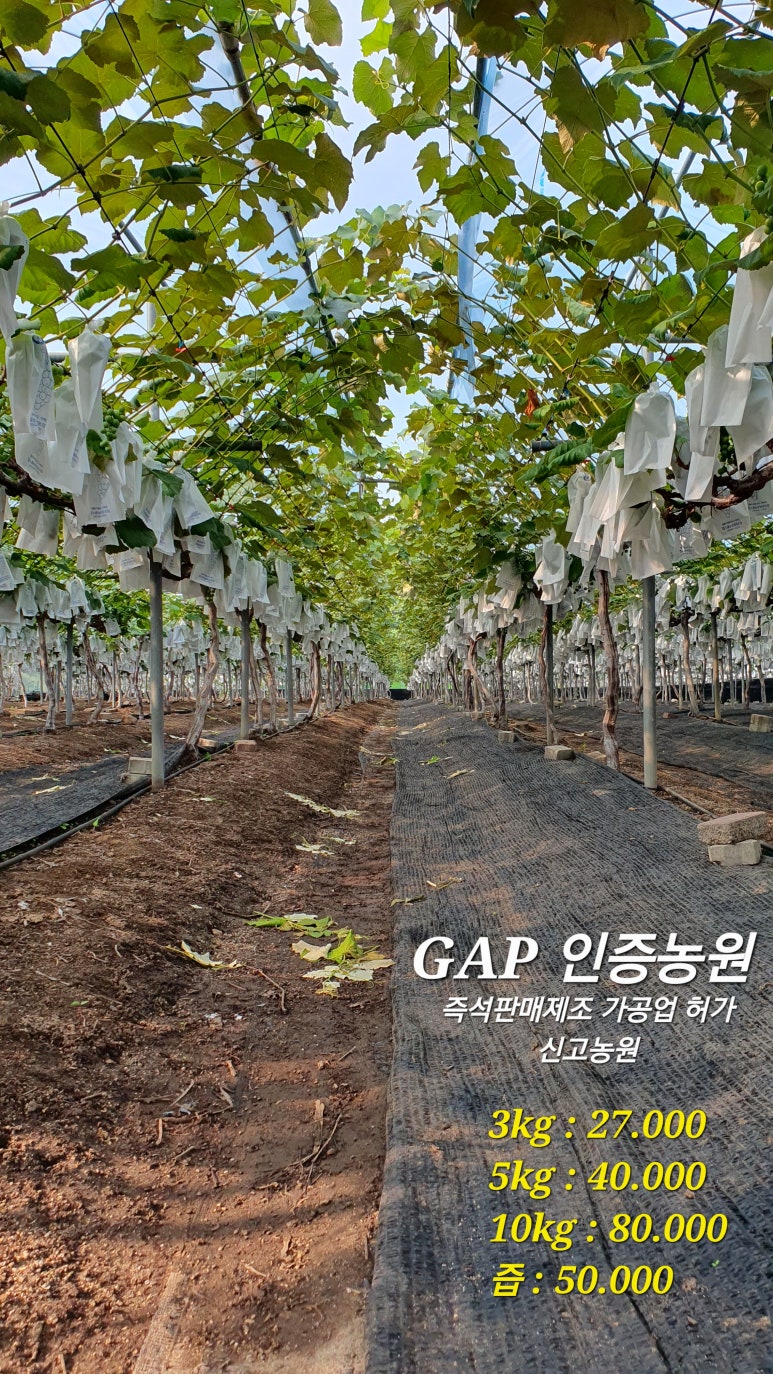 축석포도농원 이미지