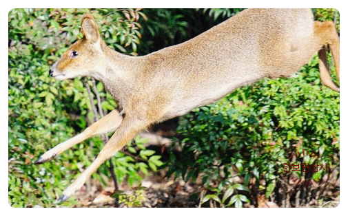 풍기인삼시장 한보인삼사 이미지