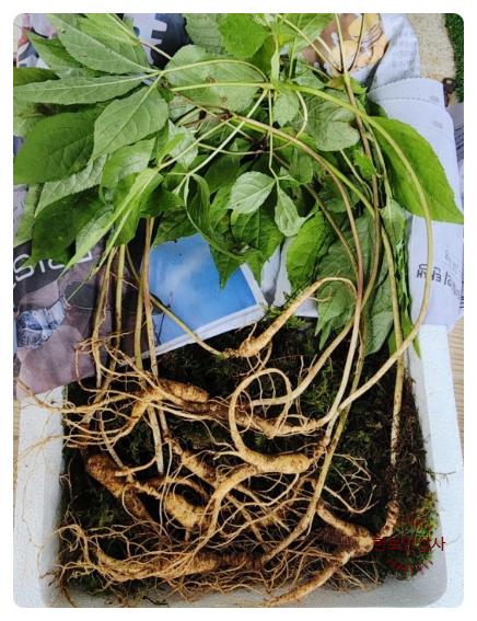 풍기인삼시장 한보인삼사 이미지