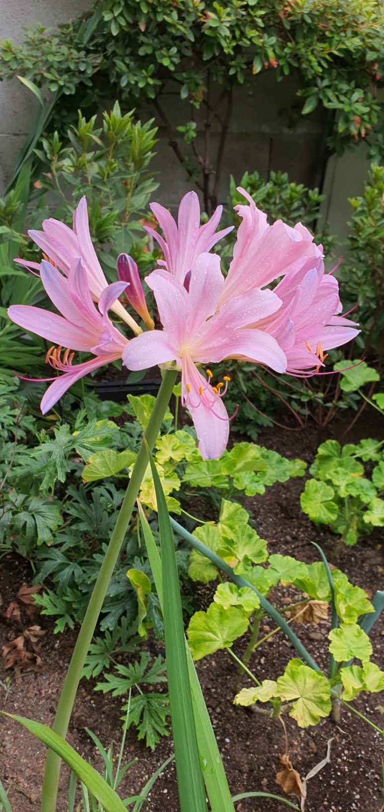 다정로또복권 이미지