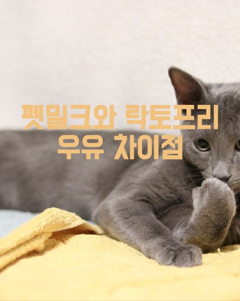 펫밀크와 락토프리 우유 차이 점
